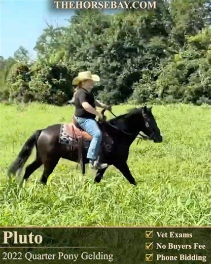 Kid-Safe Black Quarter Pony for Sale 💎 #pony #horsesforsale