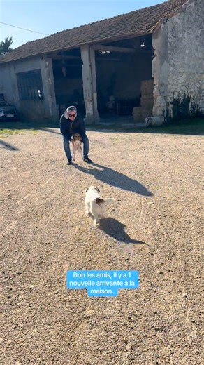 Milky on Instagram: "Voici Aïda notre petite chienne de 3 mois, une beagle Harrier dont François rêvait depuis si longtemps. On connaît les difficultés d’avoir un chien de chasse et nous ferons de notre mieux pour lui donner la meilleure éducation possible 🤗"