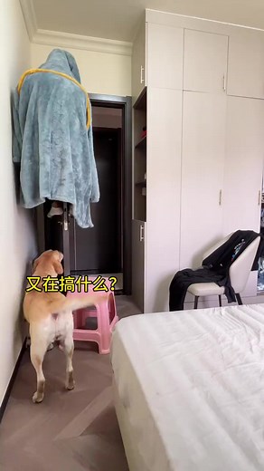 83K views · 1.1K reactions | 今天和狗捉迷藏 #狗狗 #dog #dogs #reels #reelsfb #petlover #dog #dogs #doglover | 拉布拉多小皮 | Facebook