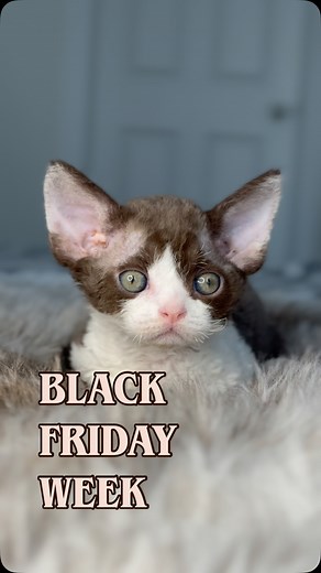 1.1K views · 170 reactions | ✨ Black Friday Week ✨ Meet #U2CurlyPride...