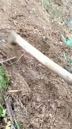 Manual Soil Digging and Land Preparation for Planting