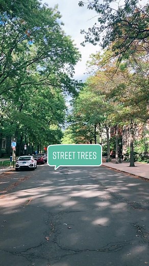 Benefits of Tree-Lined Streets in Urban Environments