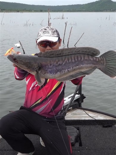 ลำแชะ EP.2 #snakeheadfish #ชะโด #temkhamlure #X-bait #fishing | Fishing