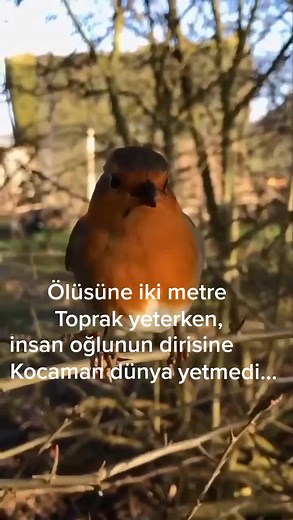 Robin Bird Watching: Discover Its Beautiful Behavior