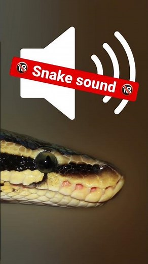 #soundeffects snake hiss #animalsounds