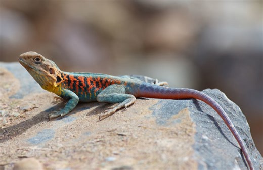 红纹栉蜥 Ctenophorus vadnappa （ins@wildmanadventures