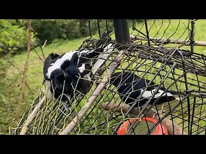 Bẫy choè than mới nhất 2023