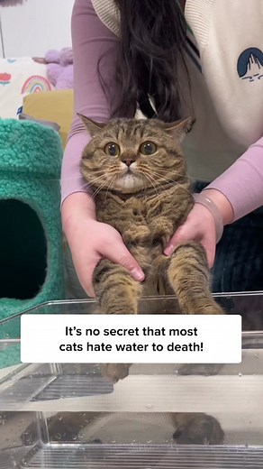 Misty Brush - The Ultimate Cat Bathing and Brushing Solution