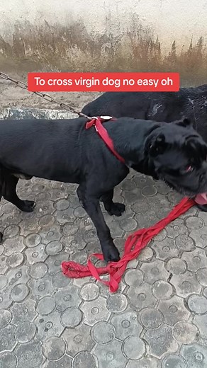 Stud Cane Corso Crossing: Expert Training Tips for Dog Breeders