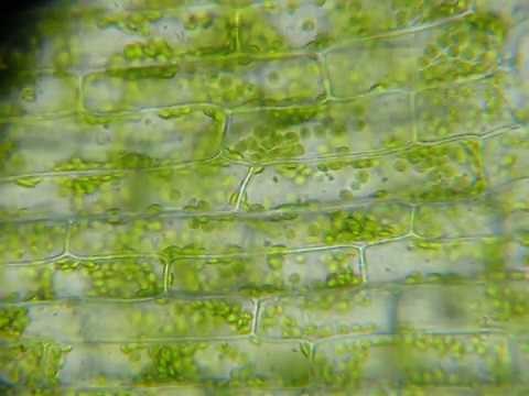 Cellules d'élodée du Canada observées au microscope - Cyclose