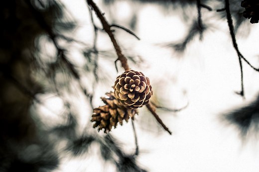 ZEISS Otus 1.4/55mm Lens Review