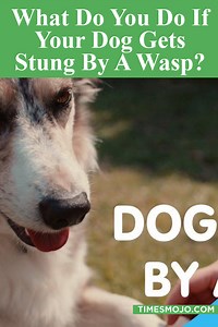 What do you do if your dog gets stung by a wasp? - TimesMojo