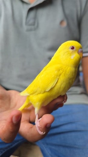 7.6K views · 111 reactions | Lutino_budgerigar bird _chick's #parrots #budgerigar #reels #birds #viral | Exotic Pets Aviary | Facebook