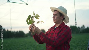 Farmer inspecting soybean crop. farmer examines soybean plant. Monitoring growth with irrigation system. Farmer ensures healthy soybean crop. Advanced agricultural system. Farmer soybean system crop.