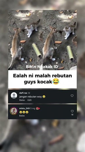 Malah rebutan tikus ni kucing ma anjing😂 #lucu #memengakakkocak #bikinngakak