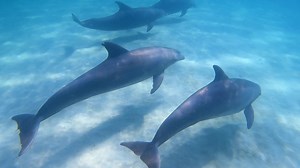 Shell Island Dolphin Tours LLC on Reels