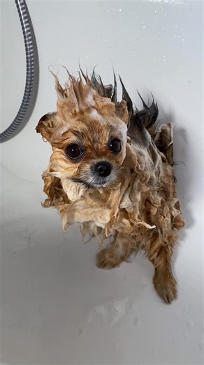 Pomeranian Bath Time: Relaxing Dog Grooming Session