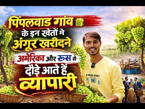 Pimpalwad Village of MaharashtraHere, traders rush fromAmerica and Russia to buy grapes.