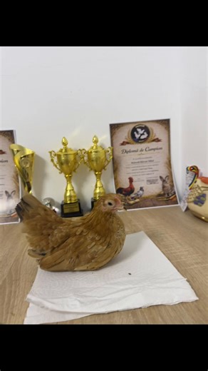 Videoclipuri postate de australorp România (@australornegru.ro) cu sunet original - 𝐋𝐀𝐔Ř 𝗢𝗳𝗳𝗶𝗰𝗶𝗮𝗹®