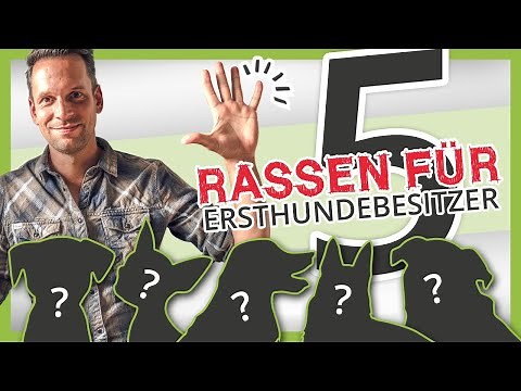 The 5 BEST dog breeds for first-time dog owners