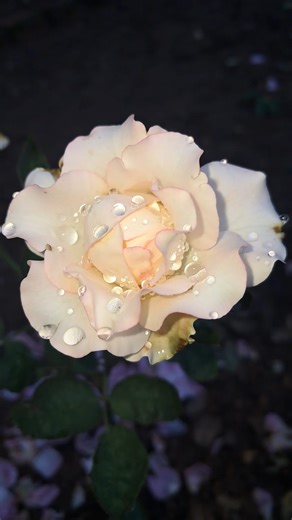 Roses speak the language of love and elegance… every petal whispers beauty and peace 🌹✨ 🌿 If you love roses, double tap 💖 and share this beauty with your friends 🌼 🌷 #RoseLove #NatureBeauty #FlowerVibes #GardenMagic #FloralDream | Blooming Flowers Nature