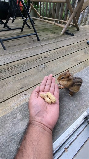 Tiny chipmunk getting treats#tinythechipmunk #friendly #cute #handfeeding