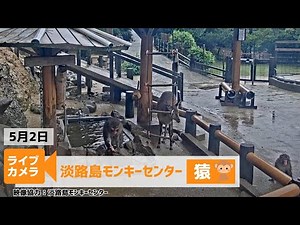 【ライブカメラ】GW限定 お天気×お猿さんライブカメラ ＜兵庫県 淡路島モンキーセンター＞2025年5月2日(金) #gw