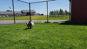 2.9K views · 80 reactions | Pickles & Junior are fun loving puppies...