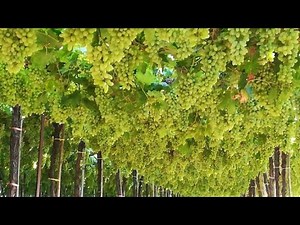 Thompson seedless 💯% harvesting | Date of pruning 12 October |