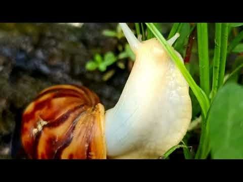 A Snail's Journey: The Science and Survival of Gastropods: SnailAlbino (@Cak roy)