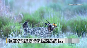 White House removes lesser prairie-chickens from endangered list