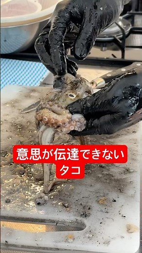 An octopus that can't communicate #shorts #short