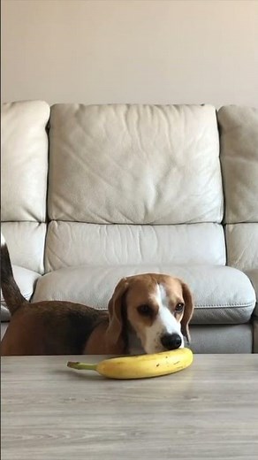 Minion Steals Banana