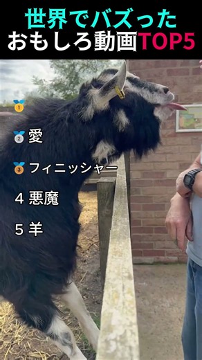 世界でバズった！？おもしろ動画TOP5 #面白い #memes #funny #おもしろ動画 #海外 #おもしろ