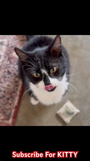 Extremely Loud Meowing 😲