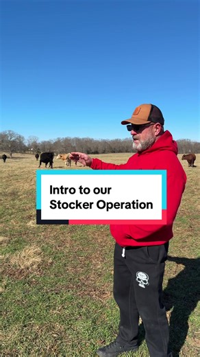 Exploring Our Stocker Operation on the Family Farm