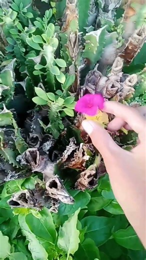 bantu like dan subscribe nohujat#fypシ゚viral