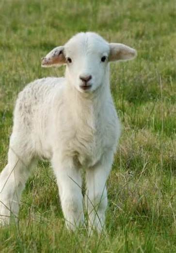 Baby Animals & Friends S04:E04 - Spring Babies