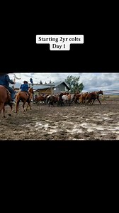Starting 2yr olds at Sid Cook Quarter Horses | Two C Ranch Horses