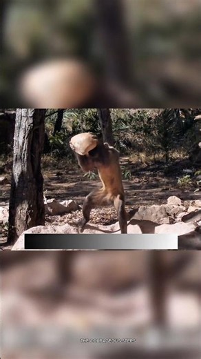 "Monkey Uses Tools Like Humans #shorts