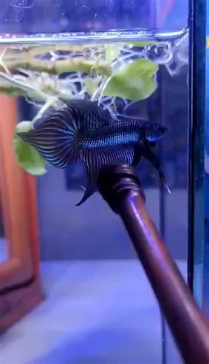 Smaragdina Copper #wildbetta