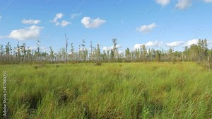 Beautiful vast swamp wetlands Stock Video