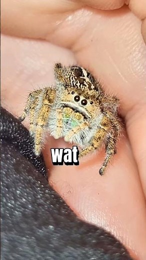 incredible #jumpingspider eyes