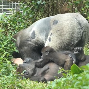 182K views · 4.2K reactions | Sweet gorilla couple making love | Animo-Show | Facebook