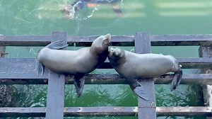 These 2 California Sea Lions heard about the Olympics and are competing in the heavyweight division of Sea Lion Wrestling happening on the Santa Cruz Wharf Volume up! | Native Santa Cruz