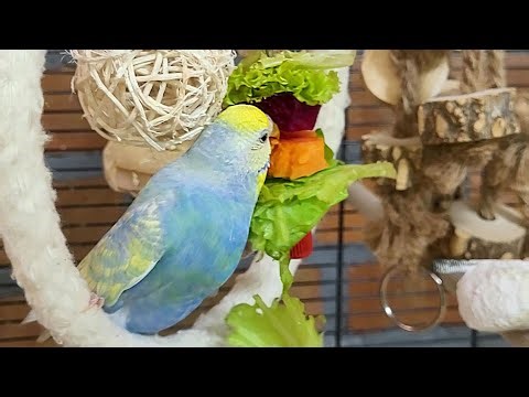 7 hours of budgie singing and calling sounds