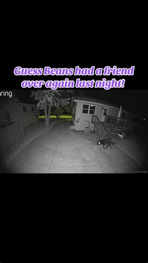 Maybe Beans does like dogs? Another friend over last night! #ringcam #dogvisitor #animalsoftiktok #fypシ #fyp