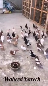 110K views · 996 shares | Mashallah beautiful patadar Fancy Pigeons Quetta | Fancy Pigeons Quetta | Facebook