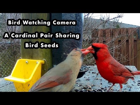 How Cardinals Show Affection at The Feeders - Bird Watching Camera