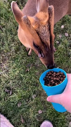 #muntjac #deer have multiple scent glands on their face.